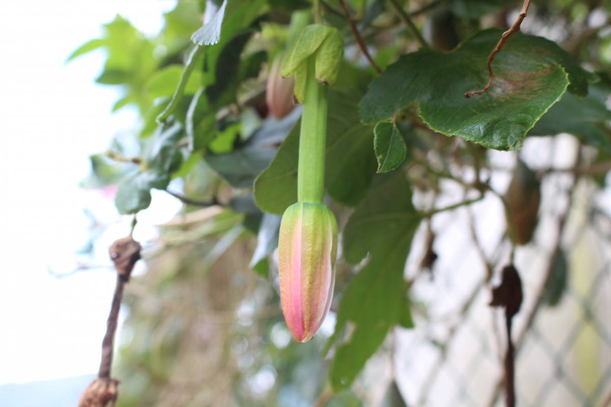 Passiflora mollissima (Kunth) L.H.Bailey